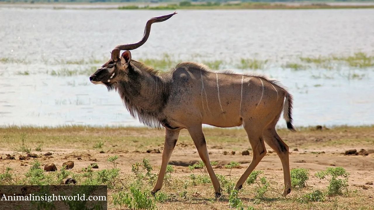 Animals with Long Horns