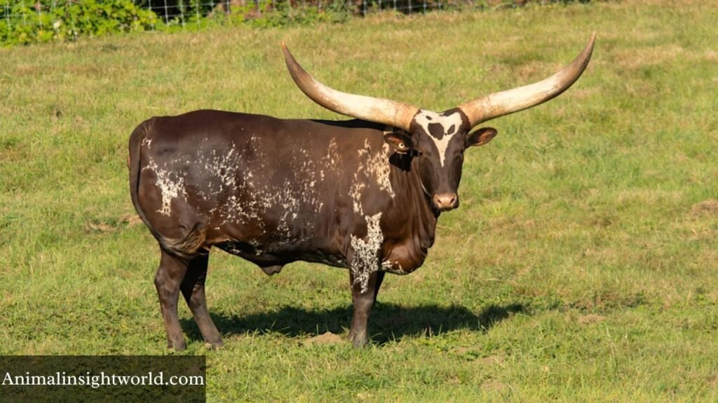 large horned animal