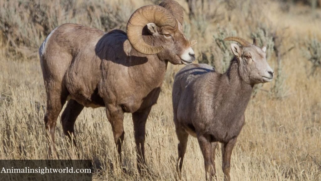 large horned animals