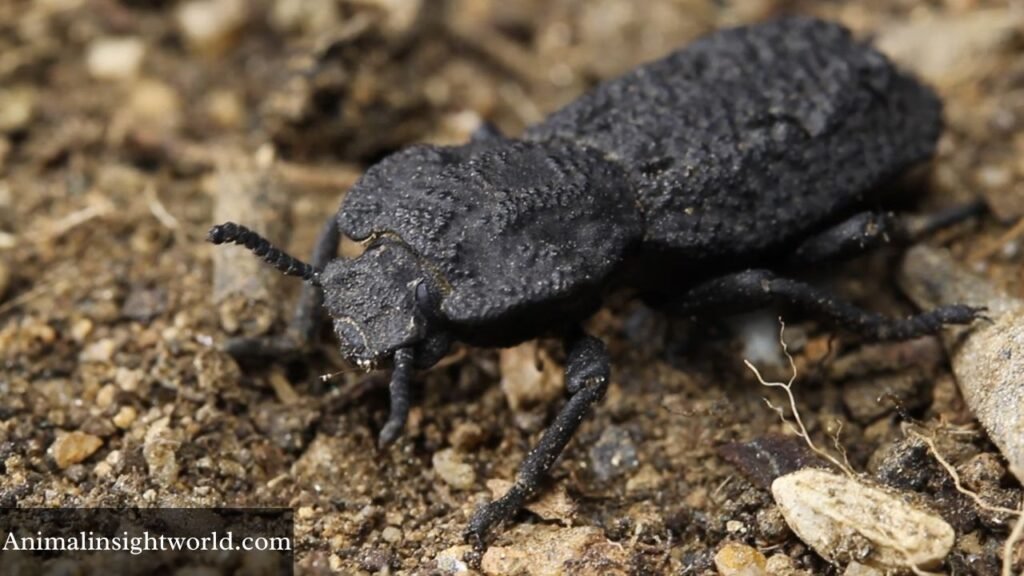 animal similar to armadillo