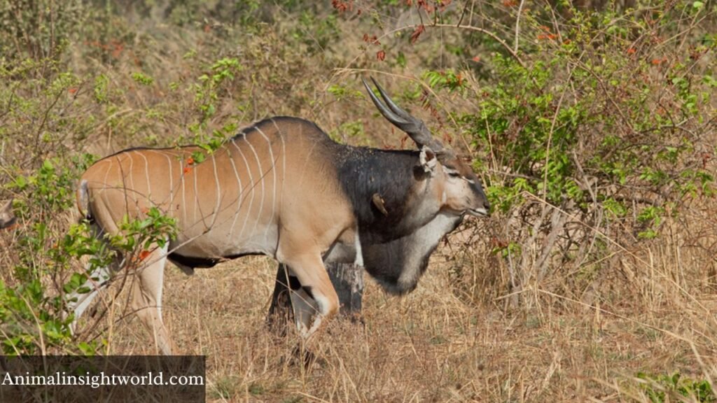 animals with big horns