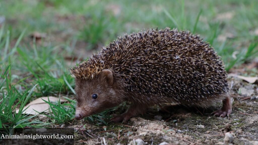 animal like armadillo