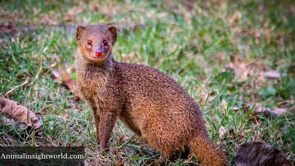 animals that look like a skunk