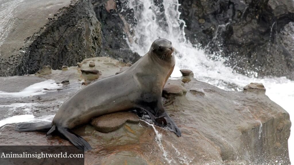 animals with no legs chart