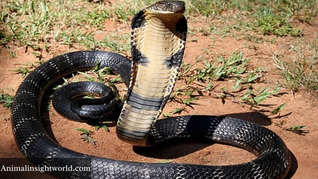 fastest animal without legs