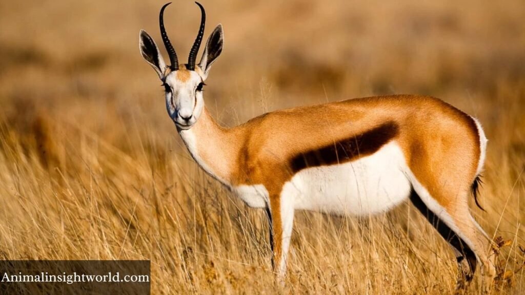 biggest horns in the world