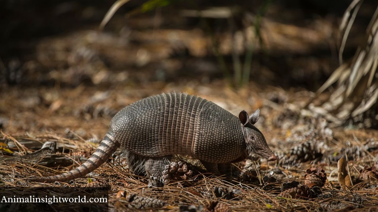 animals like armadillos