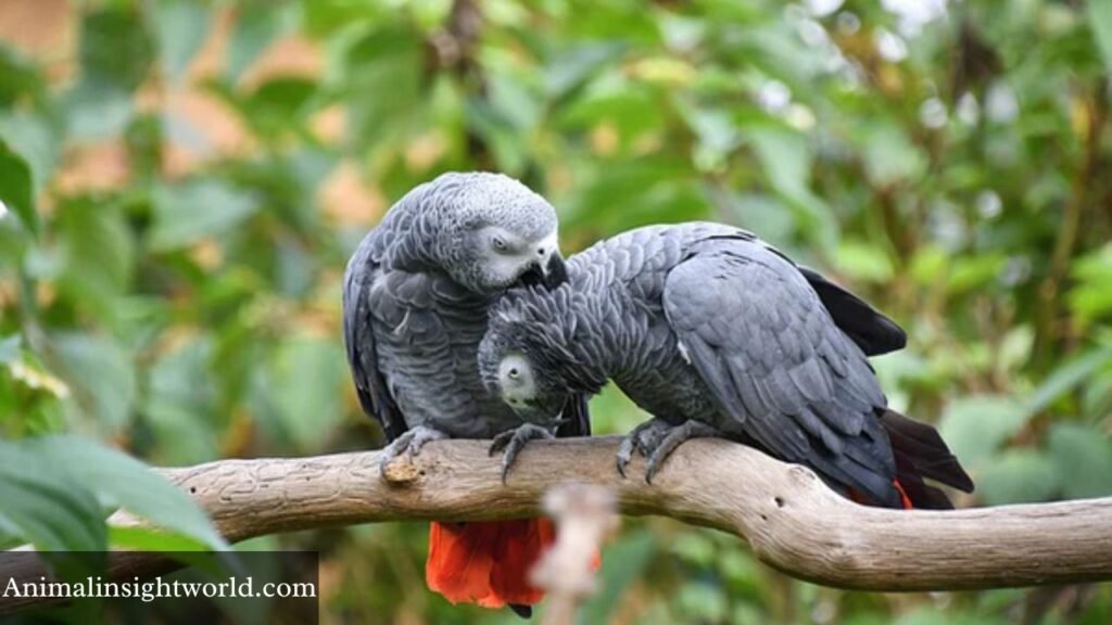 African Grey Parrot are smart birds