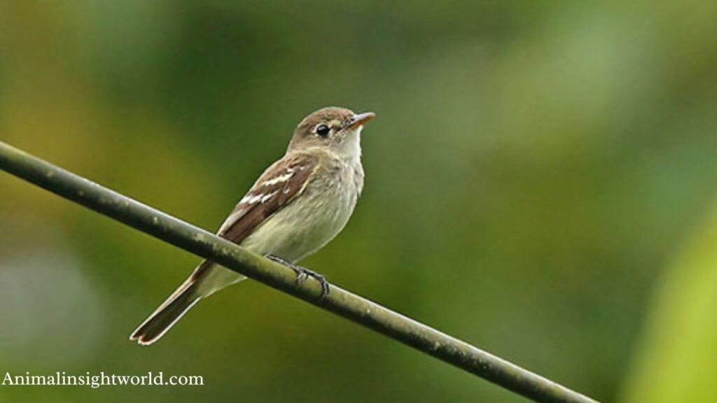 which birds fly at night