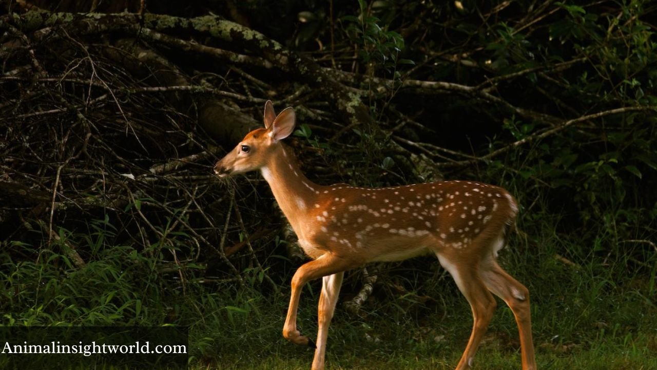 Animals That Look Like Deer