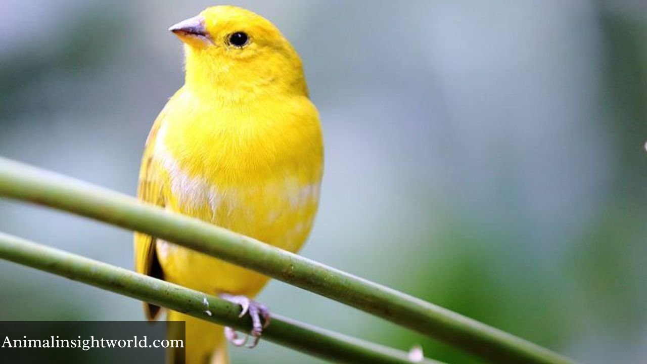 Animals That Whistle