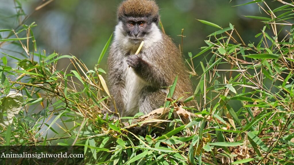 bamboo forests animals