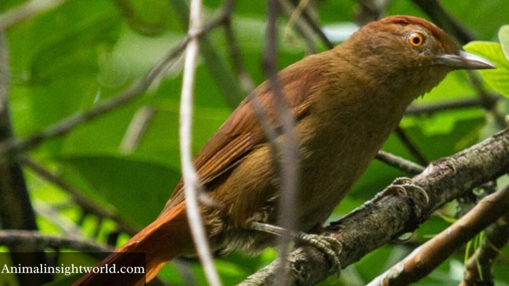 animals that live in bamboo forests