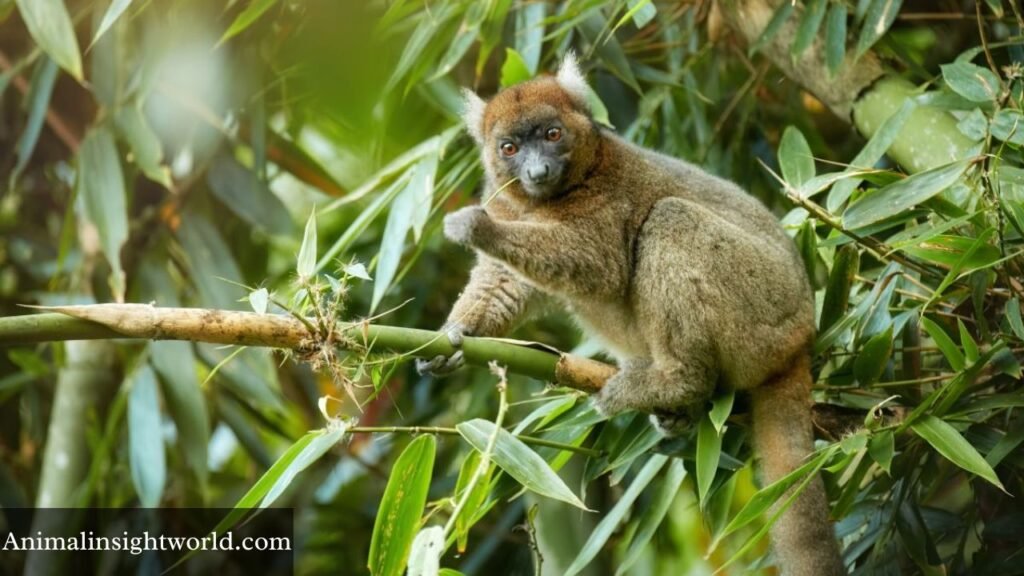 bamboo forest habitat