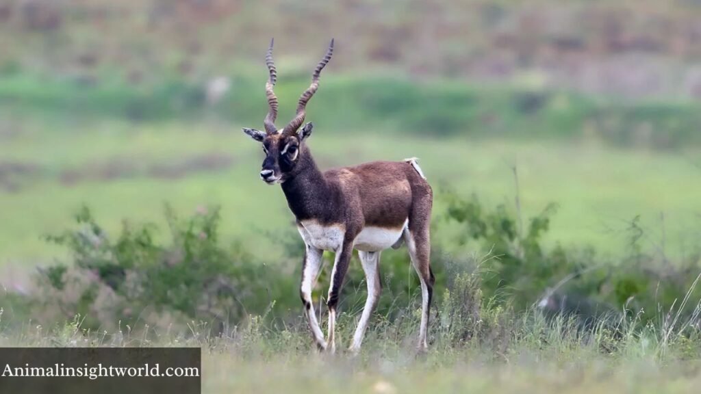 animals similar to deer