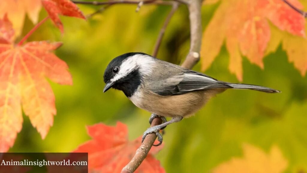 what animals whistle