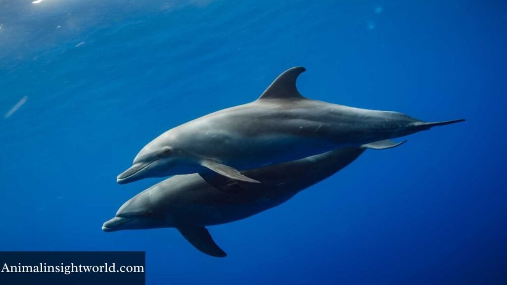 animals that whistle at night