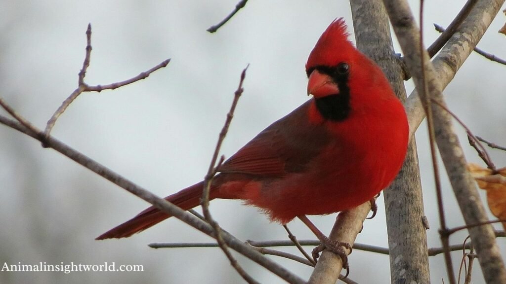 animals that like to eat seeds