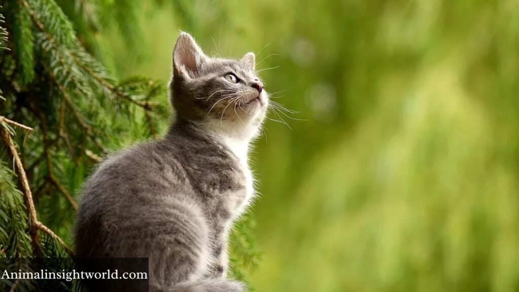 animal with sharp teeth