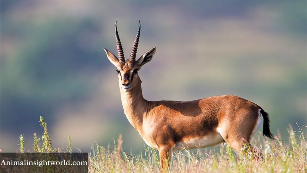 animal that looks like a deer