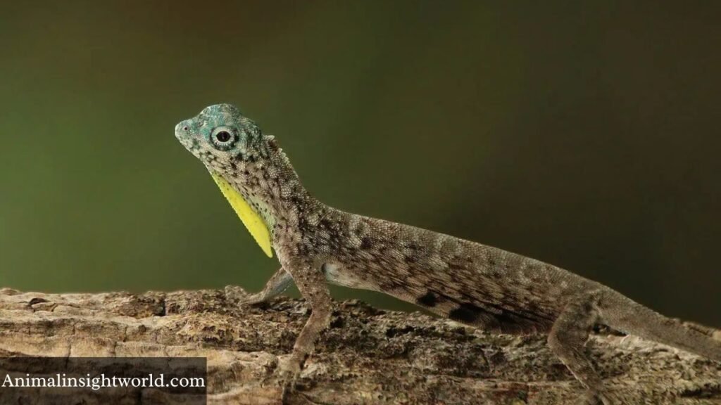 sugar glider like animals