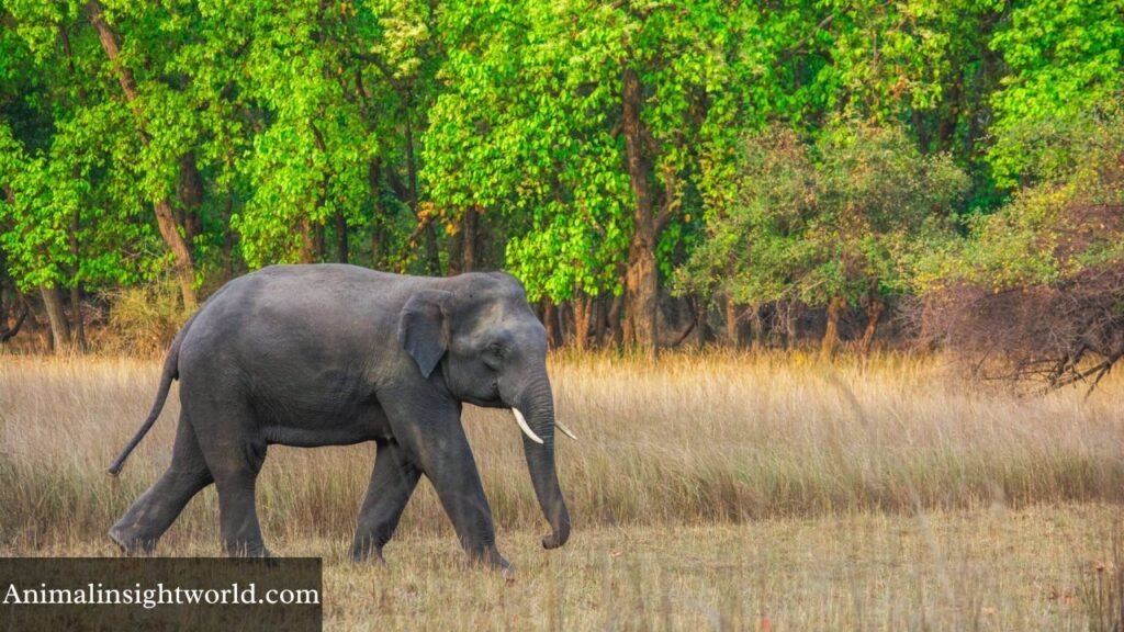 what animal makes a whistling sound