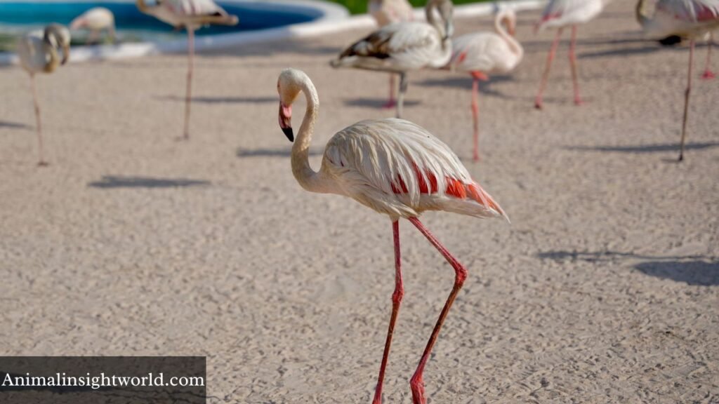 are flamingos smart animals