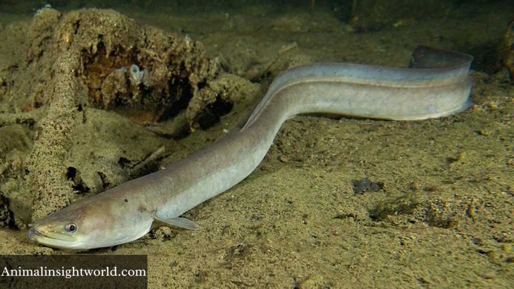 animals that live in the river