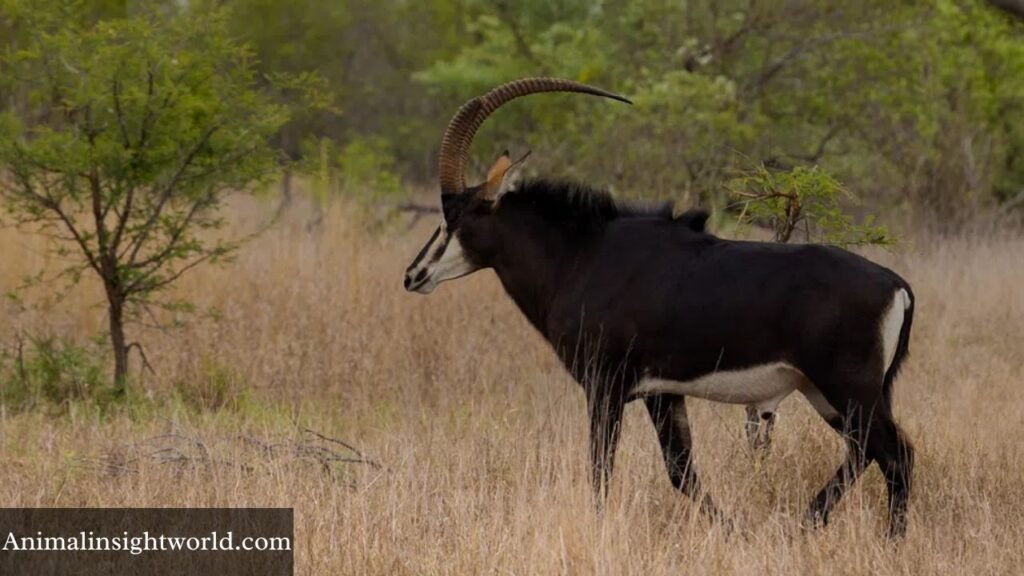 deer like animals with horns