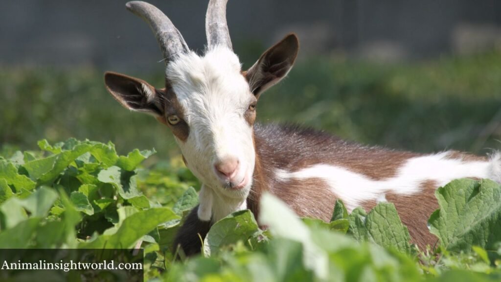 most weakest animals