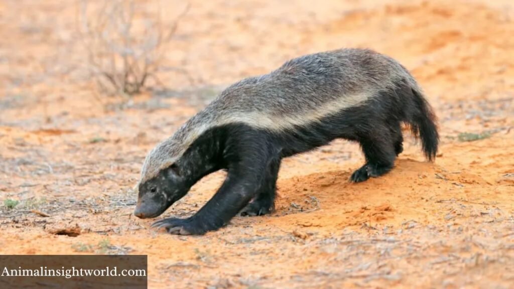 list of animals that eat honey