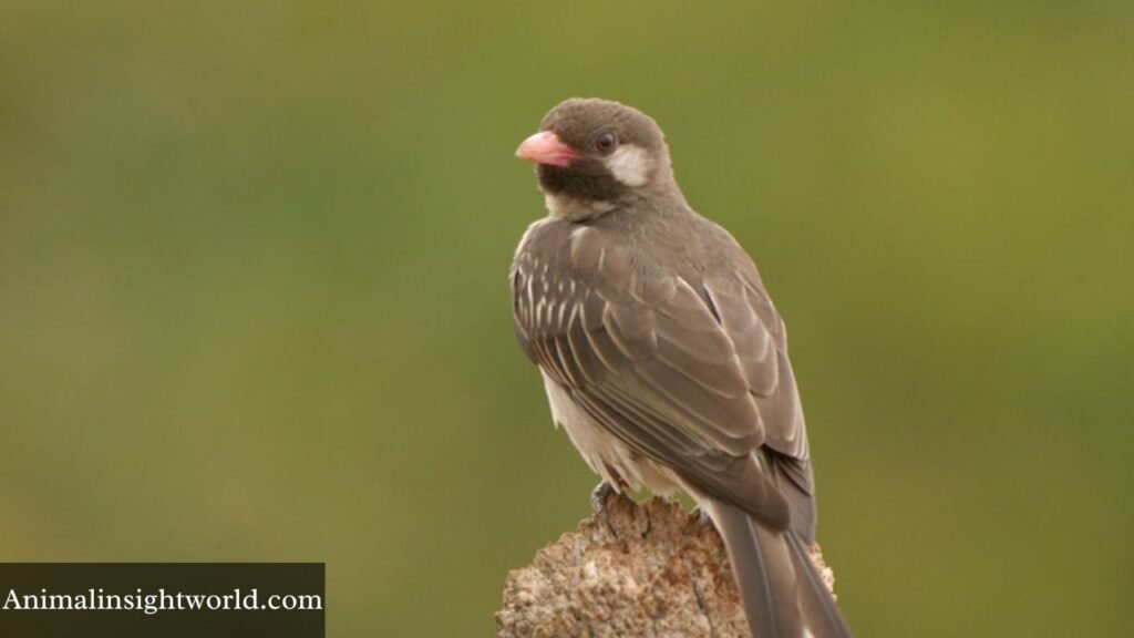 animals that like to eat honey