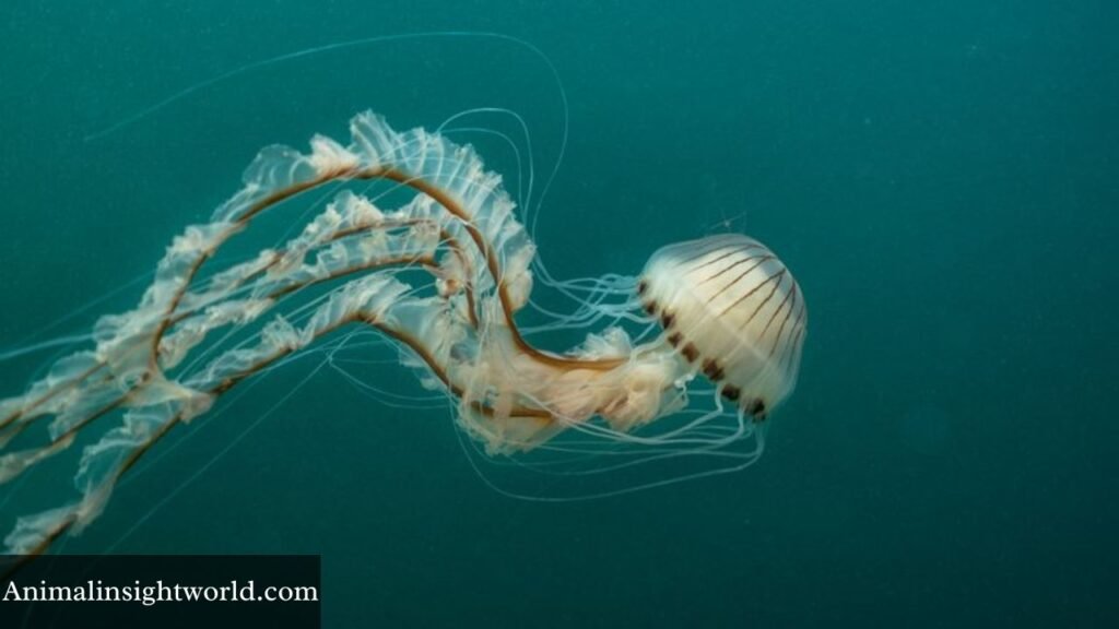 animals that are weak