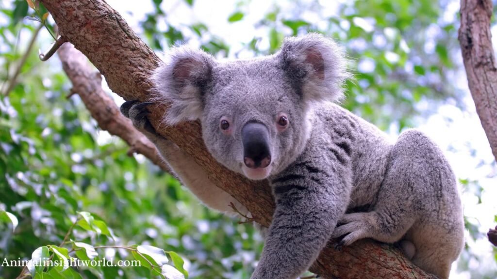 what animal has the shortest tail in the world