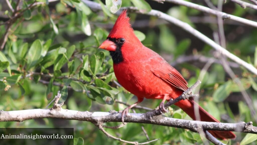 animals that make a whistle sound