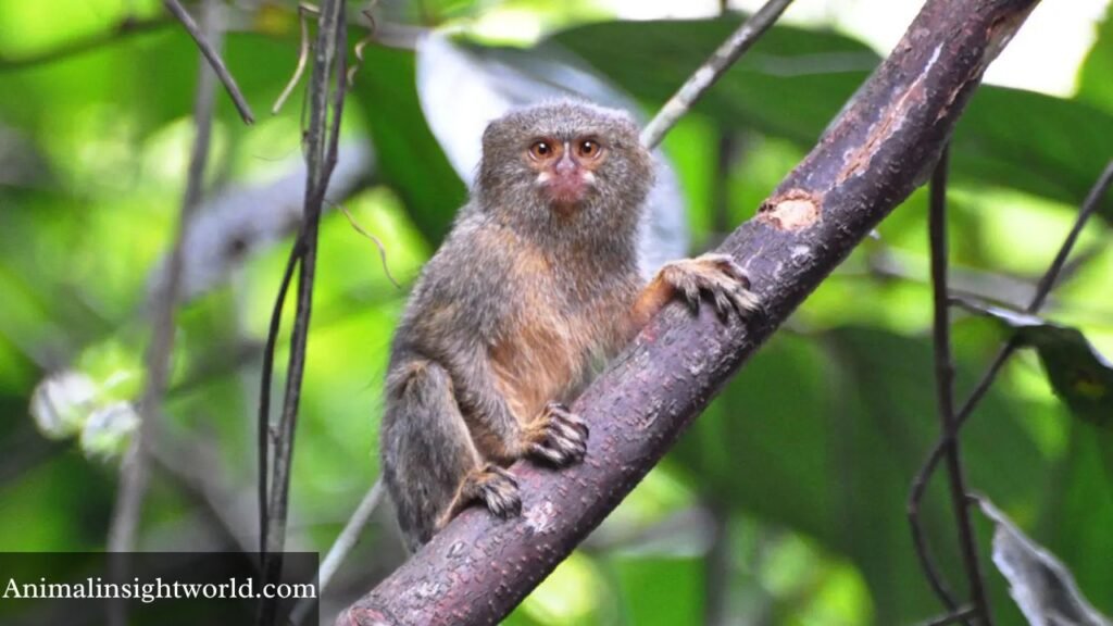 which animal whistles