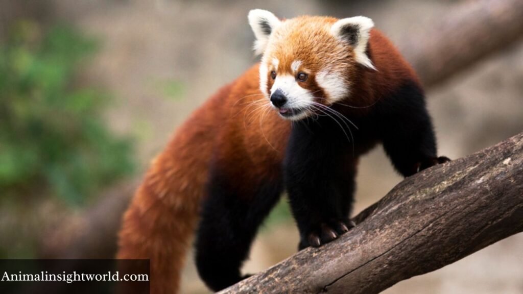 what animals live in bamboo forests