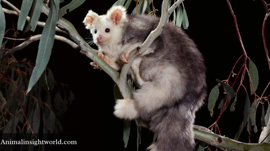 animals that look like a sugar glider