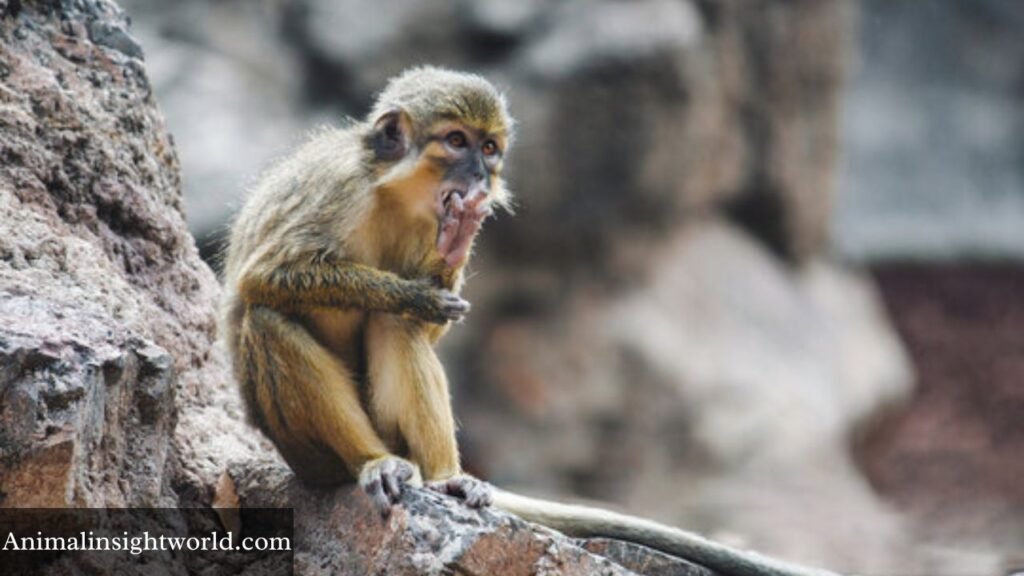 cute small monkey breeds