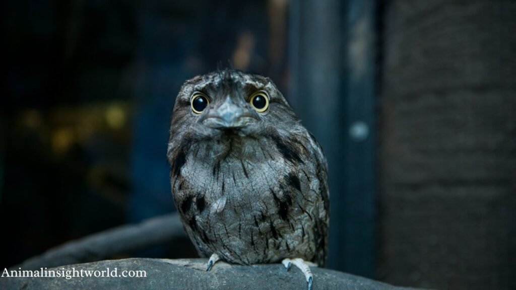 what birds fly at night