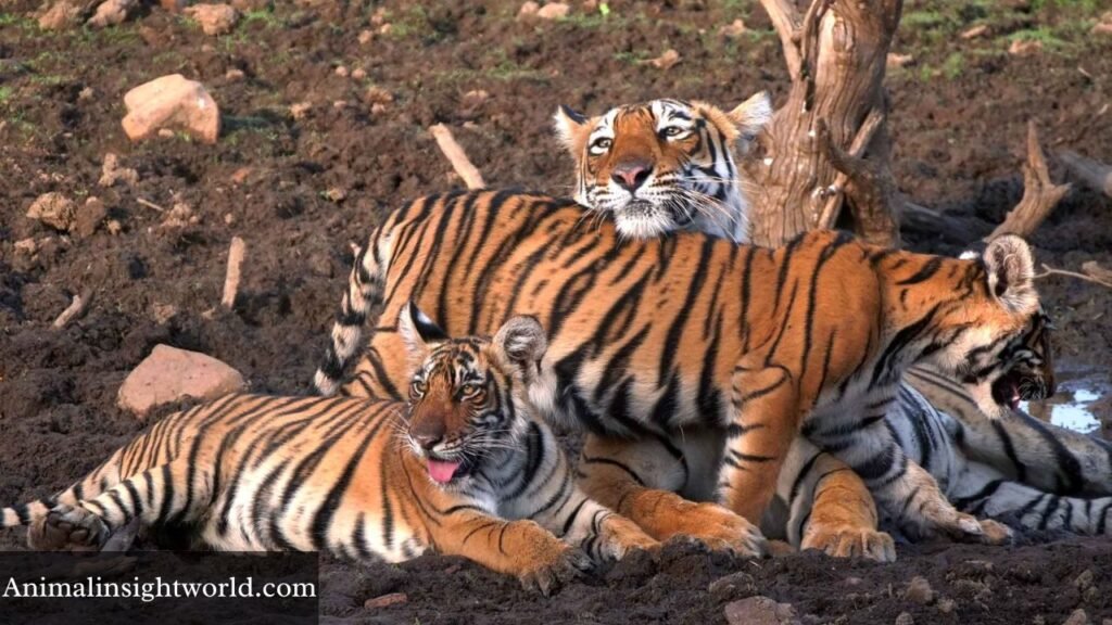 what animals have fangs