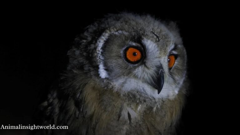 Top 15 Birds That Fly at Night (Images Included)