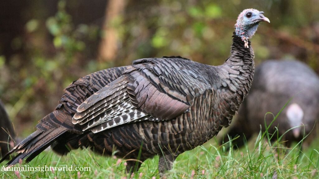 animal that can eat seeds