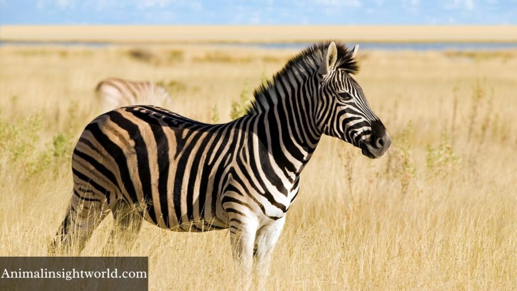 Animals that are like horses