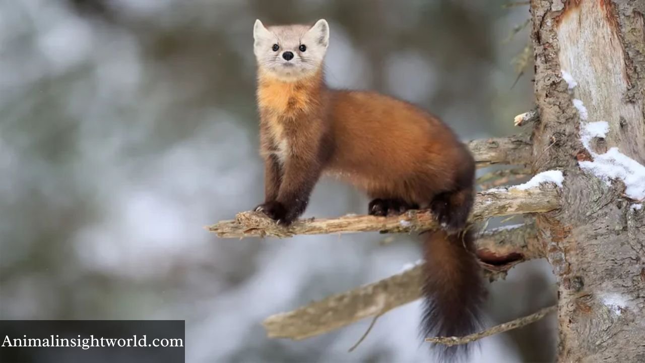 animals that eat honey