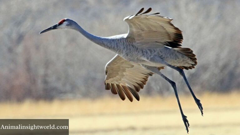 animals that live in bogs