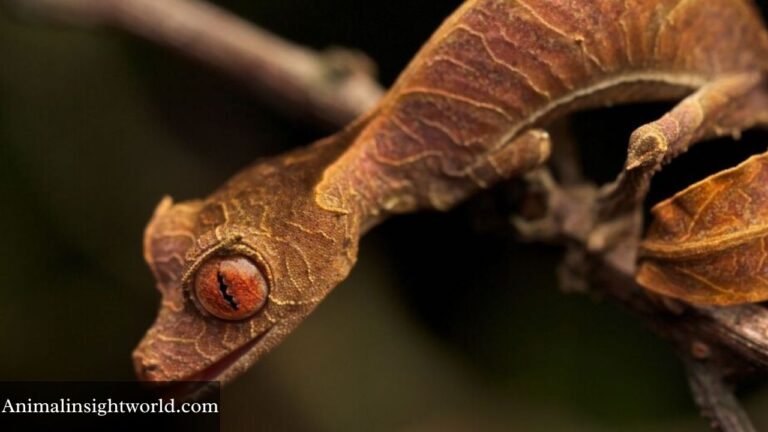 animals with red eyes