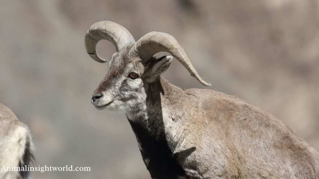 animals that can hop