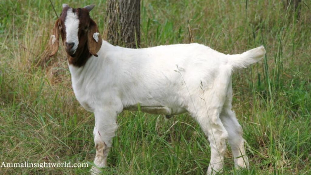 most active animals on earth