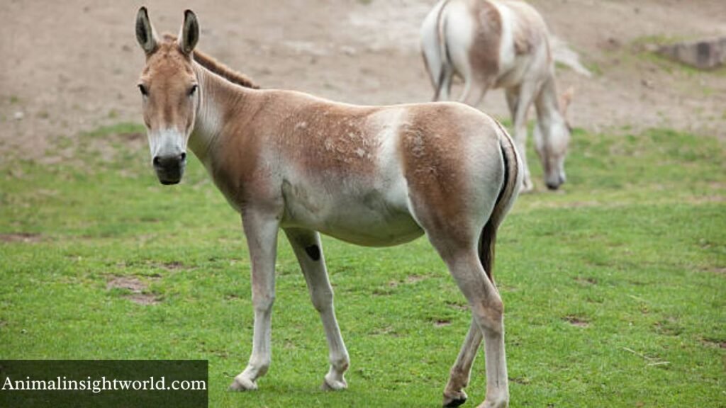 Animals that are similar to horses